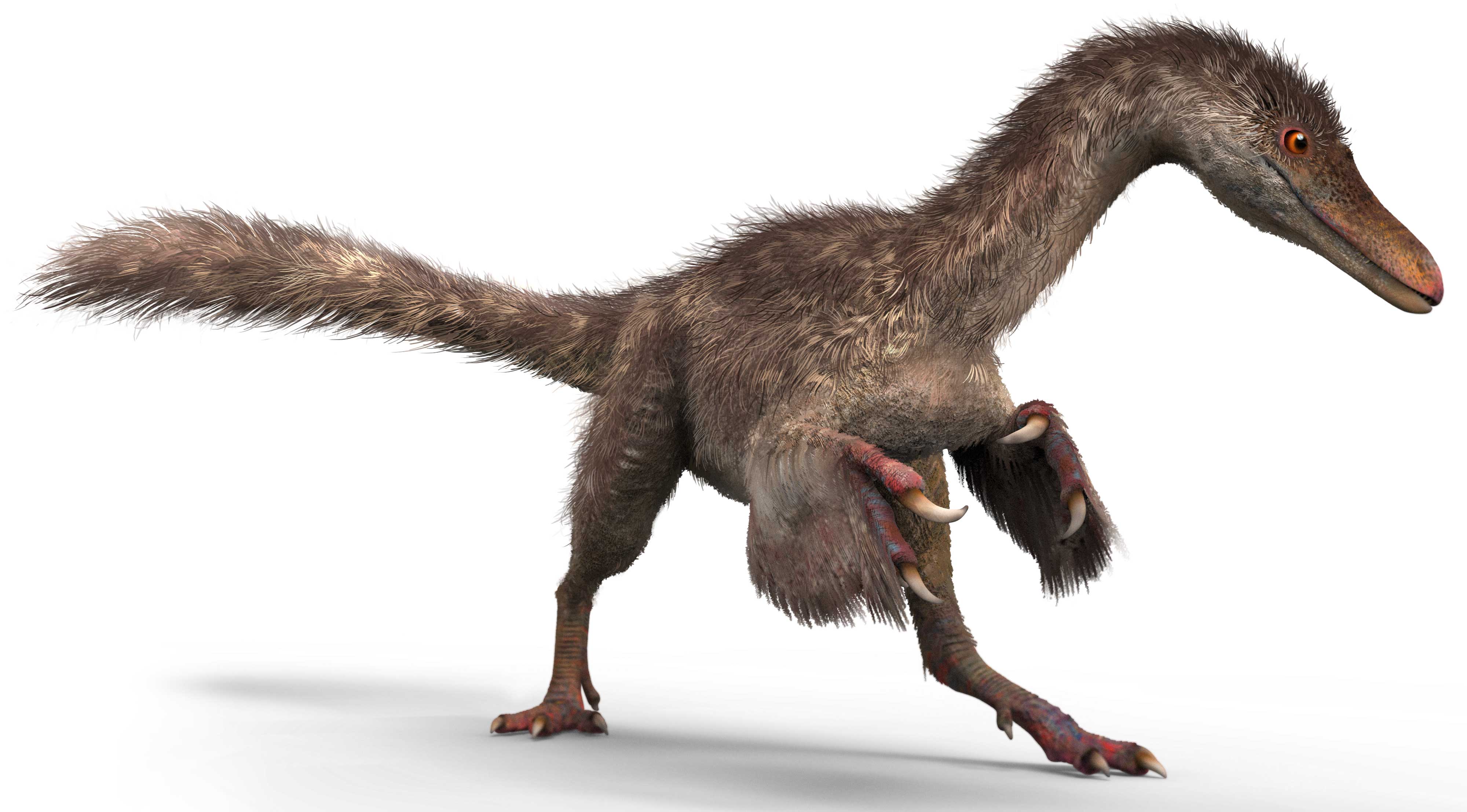 This illustration shows a small coelurosaur.  