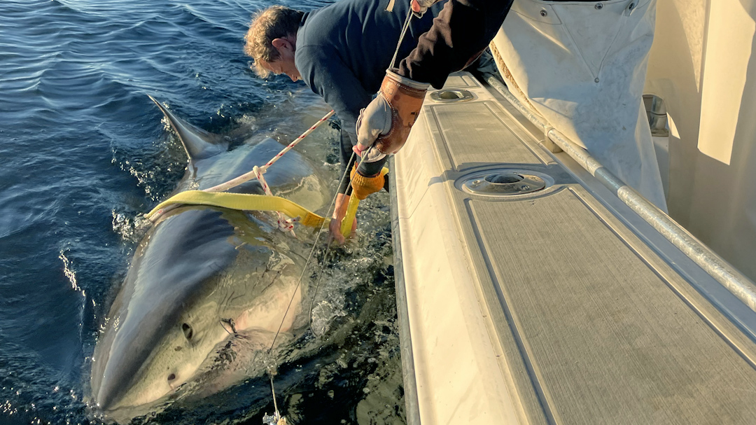 A clearer shot of Contender, the largest male great white shark that’s been caught, tagged, and released in the North Atlantic by OCEARCH. A clearer shot of Contender, the largest male great white shark that’s been caught, tagged, and released in the North Atlantic by OCEARCH.