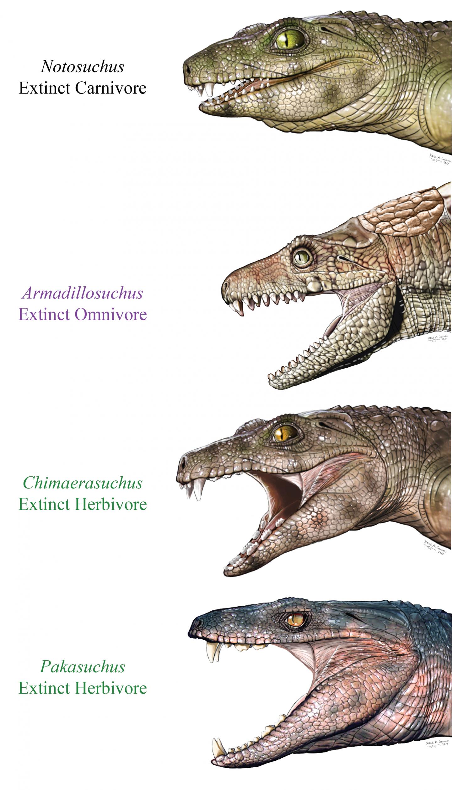 Paleo reconstructions of extinct crocodyliforms. Paleo reconstructions of extinct crocodyliforms.