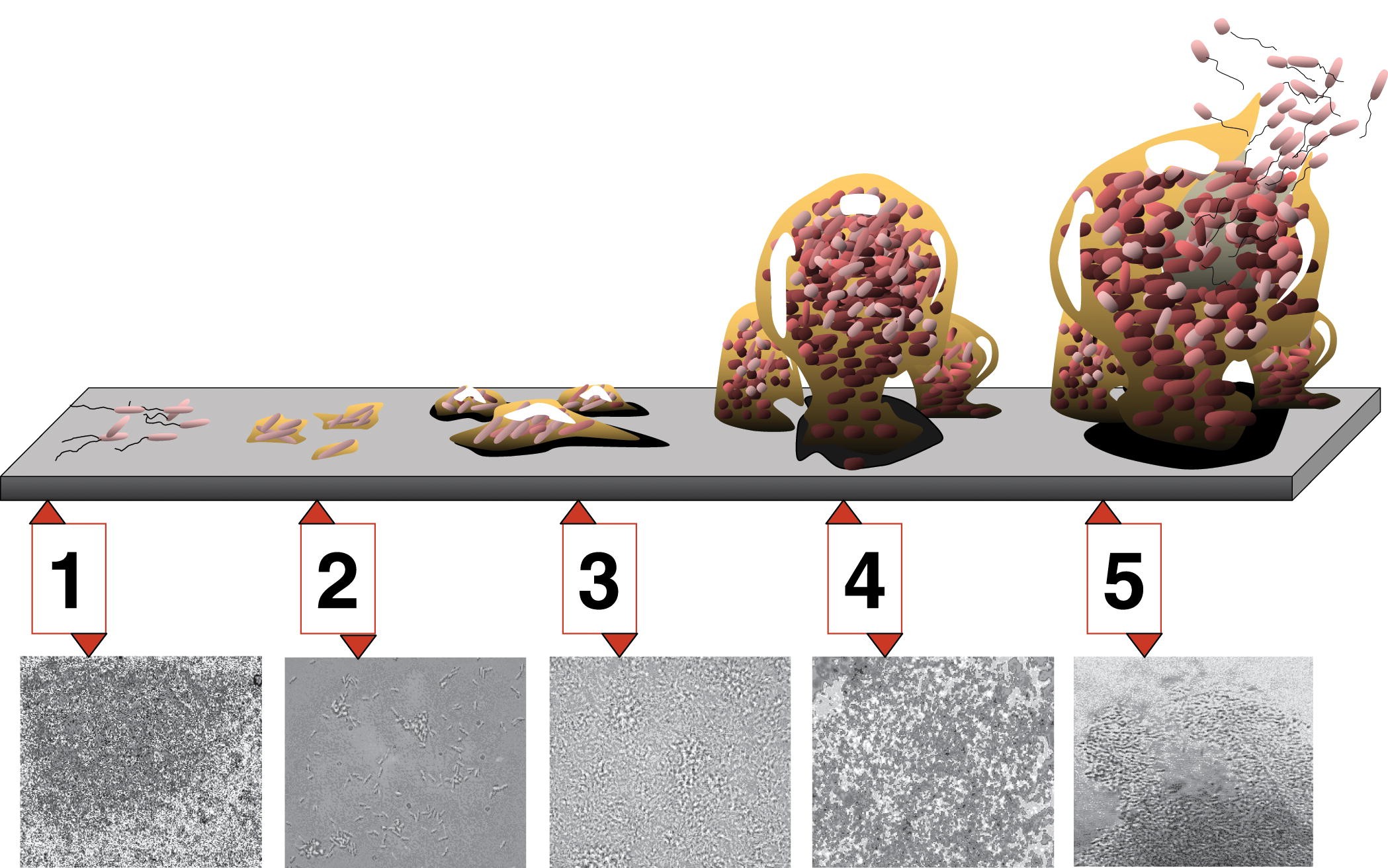diagram of five stages of biofilm formation, with cartoons depicting the buildup of the biofilm linked to microscope images of Pseudomonas aeruginosa showing each stage in real life diagram of five stages of biofilm formation, with cartoons depicting the buildup of the biofilm linked to microscope images of Pseudomonas aeruginosa showing each stage in real life