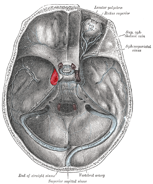 pencil-style drawing of of the anatomy of the inside of the skull looking down into the head