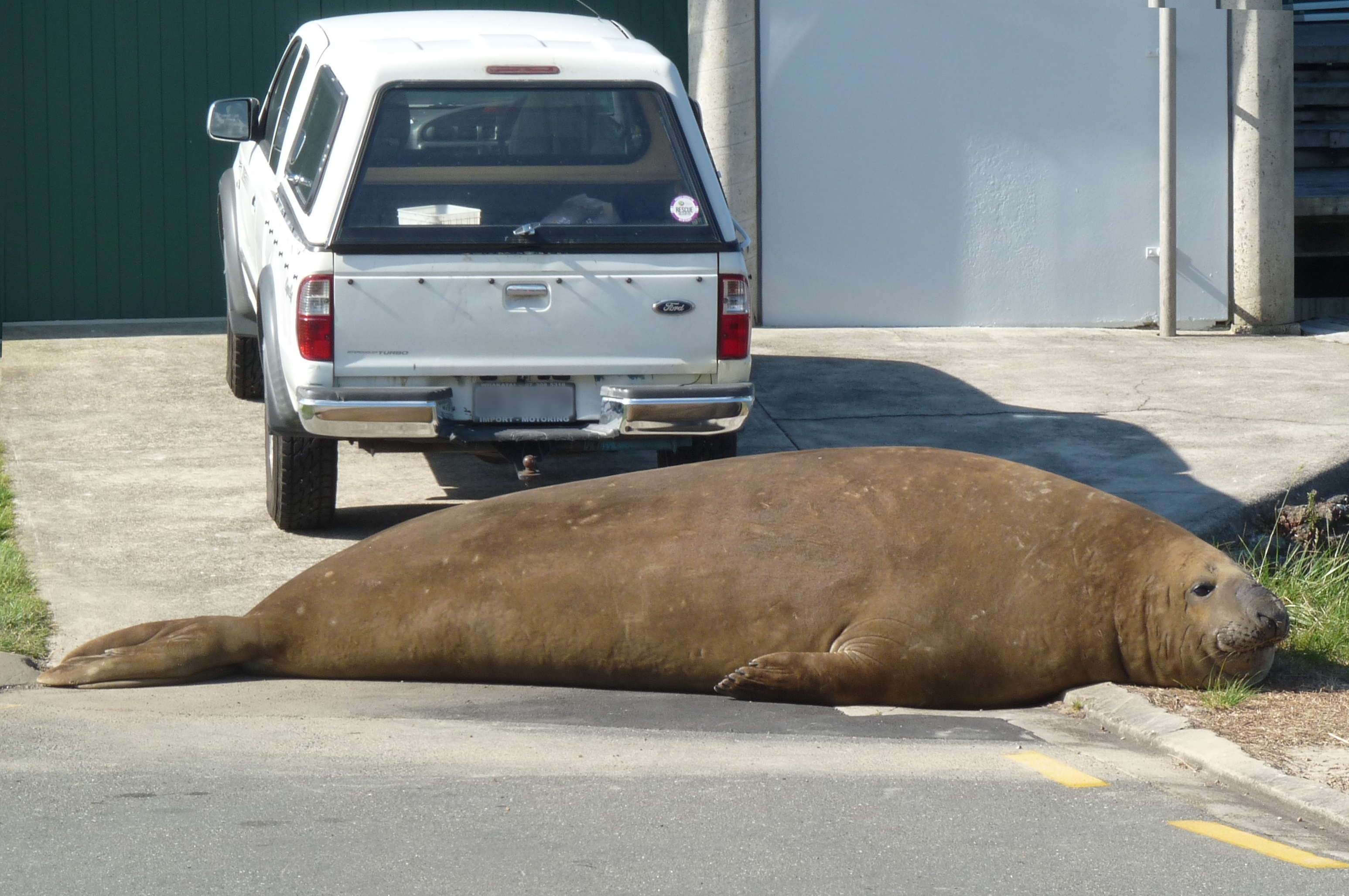 A southern elephant seal resting by a car on the Whakatane River estuary, New Zealand