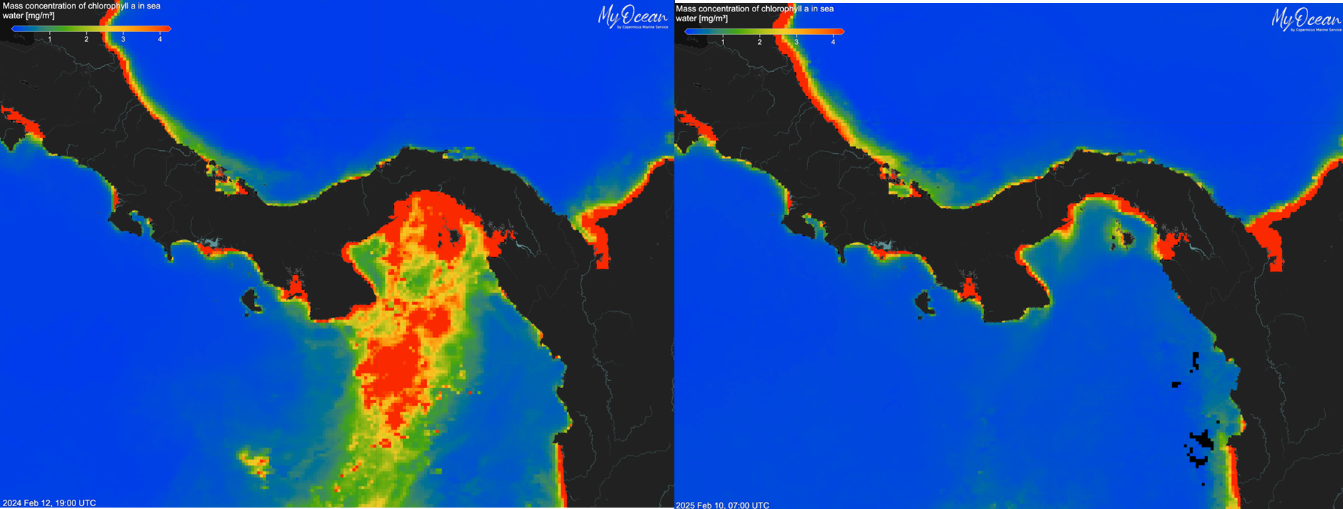 Map of Gulf of Panama showing high chlorophyll concentrations in February 2024 (left) compared to extremely low chlorophyll concentrations in February 2025 (right)