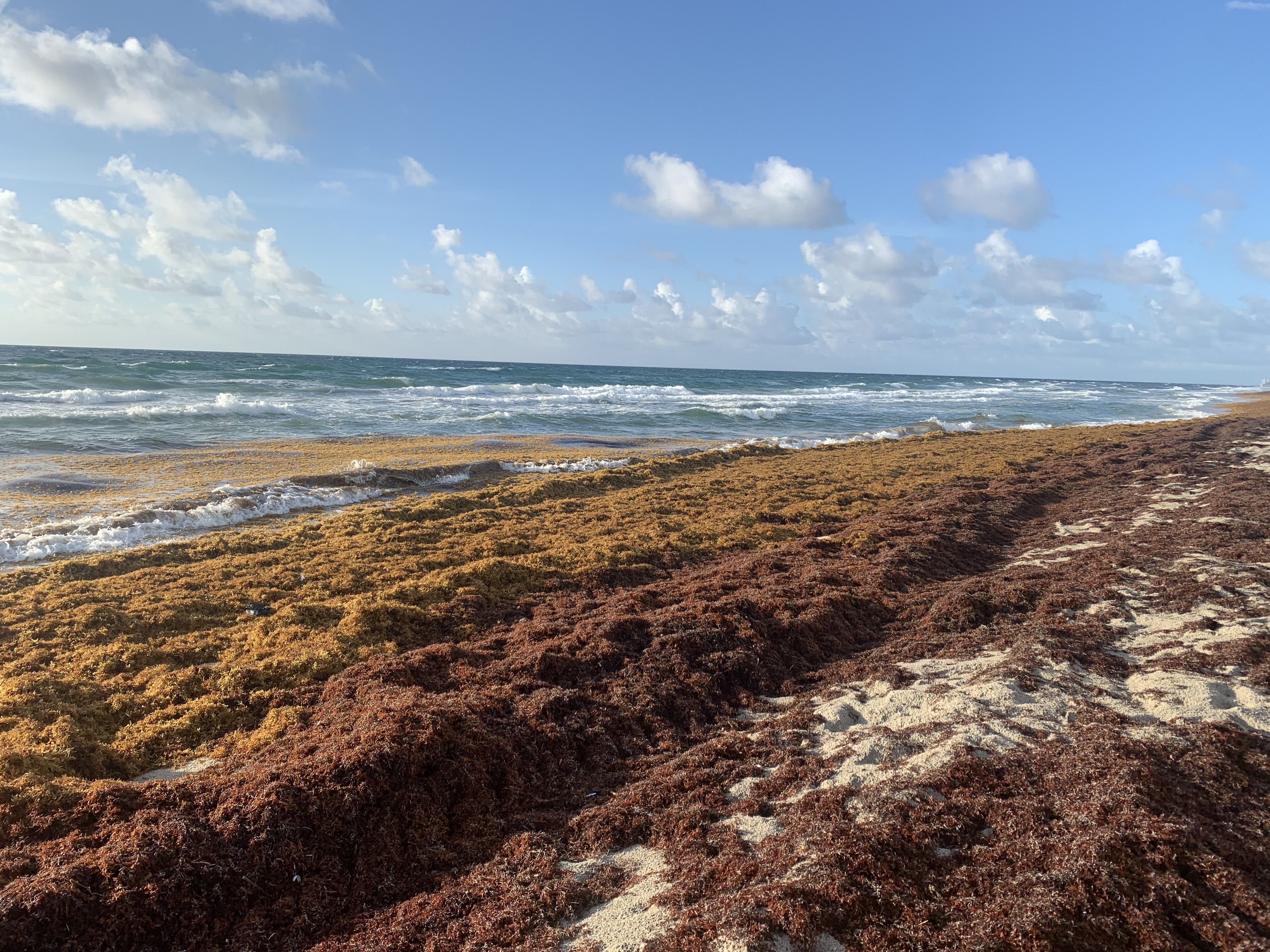 Extensive sargassum accumulated on a beach in Juno Beach in July 2021 Extensive sargassum accumulated on a beach in Juno Beach in July 2021