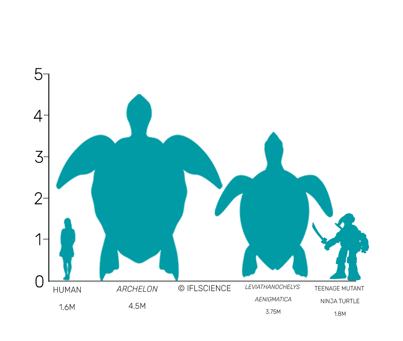 scale comparing the size of a human, two giant sea turtle species, and a teenage mutant ninja turtle scale comparing the size of a human, two giant sea turtle species, and a teenage mutant ninja turtle