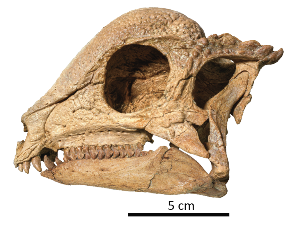 Z. rinpoche skull