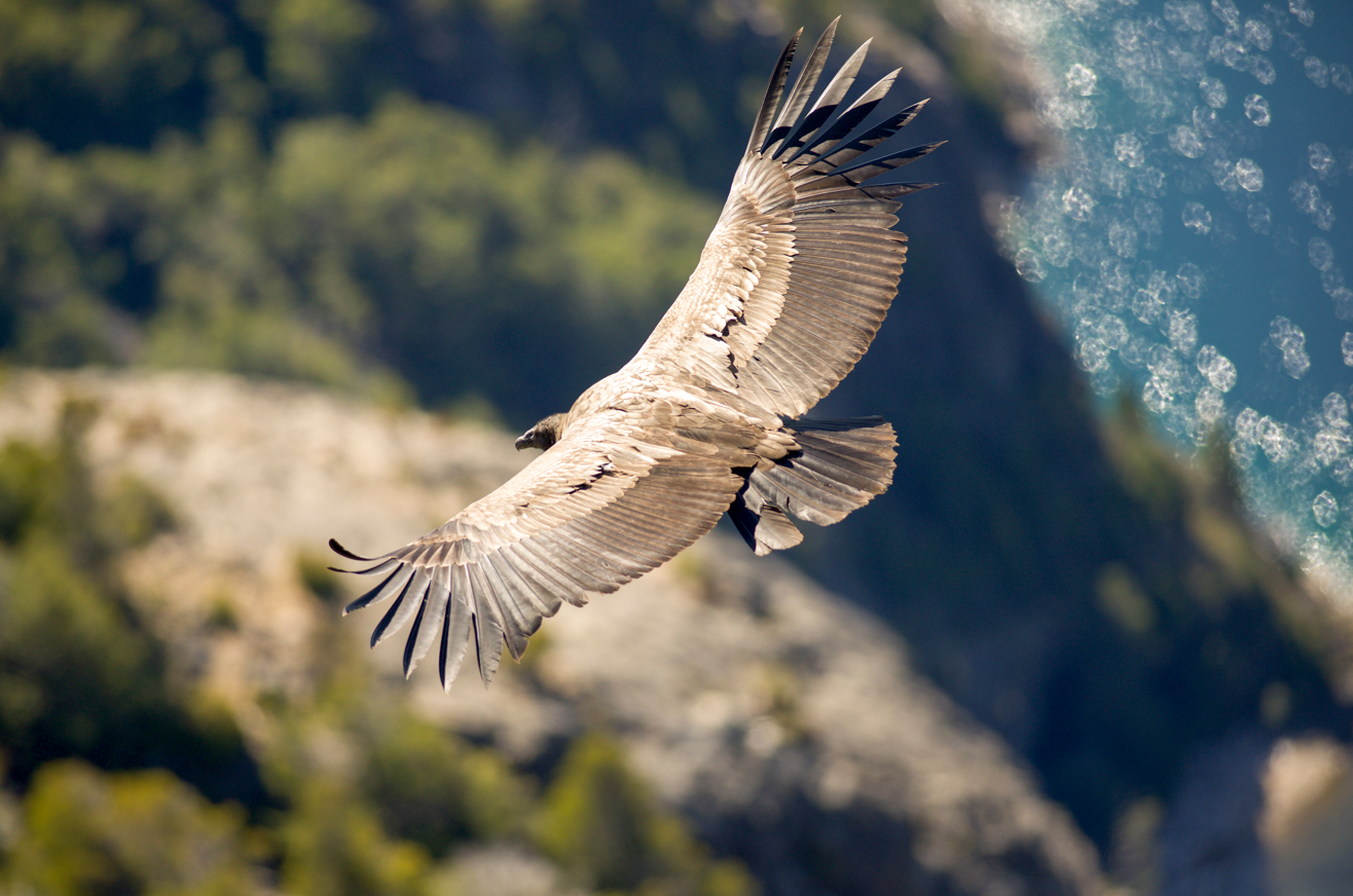 The Andean condor, the world's biggest bird of prey, cruising. The Andean condor, the world's biggest bird of prey, cruising.