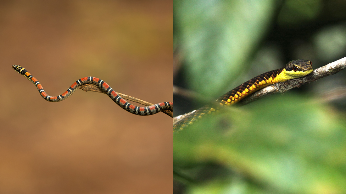 two images of slender snakes hanging off tree branches two images of slender snakes hanging off tree branches