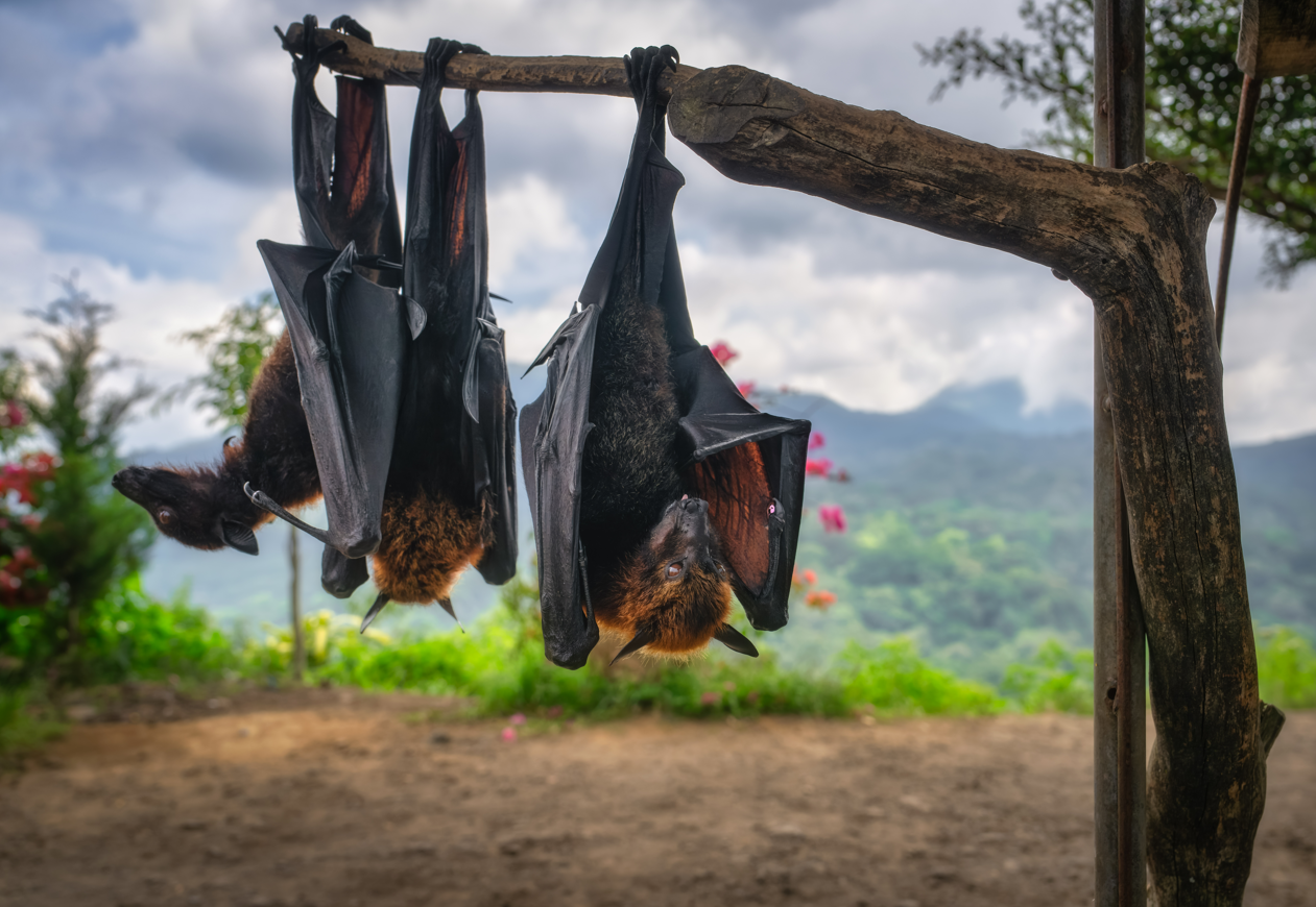 Flying fox bat hanging from a branch in southeast asia Flying fox bat hanging from a branch in southeast asia