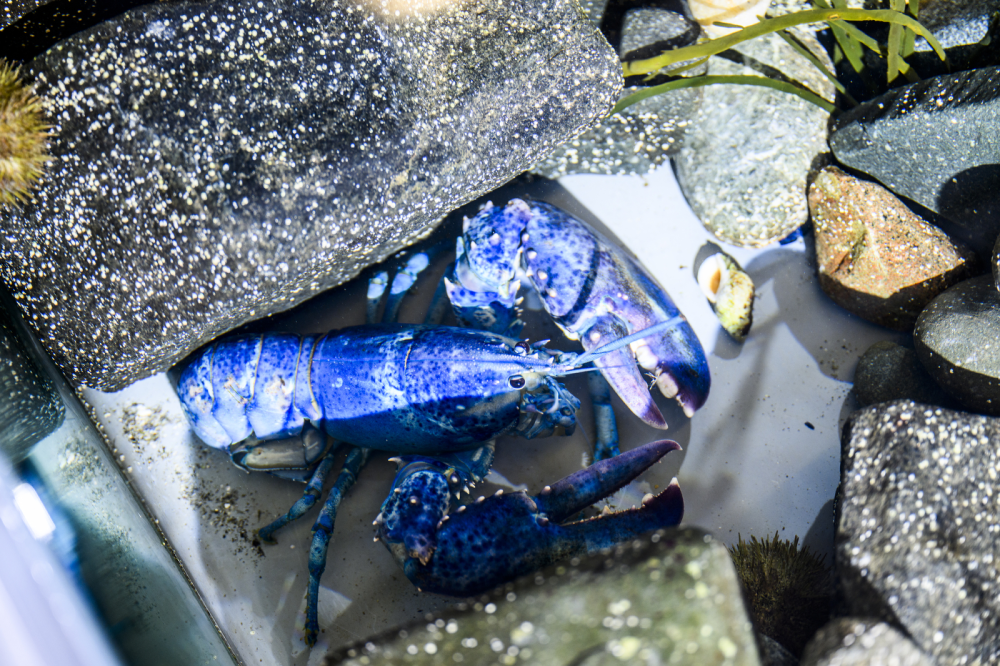 blue lobster blue lobster