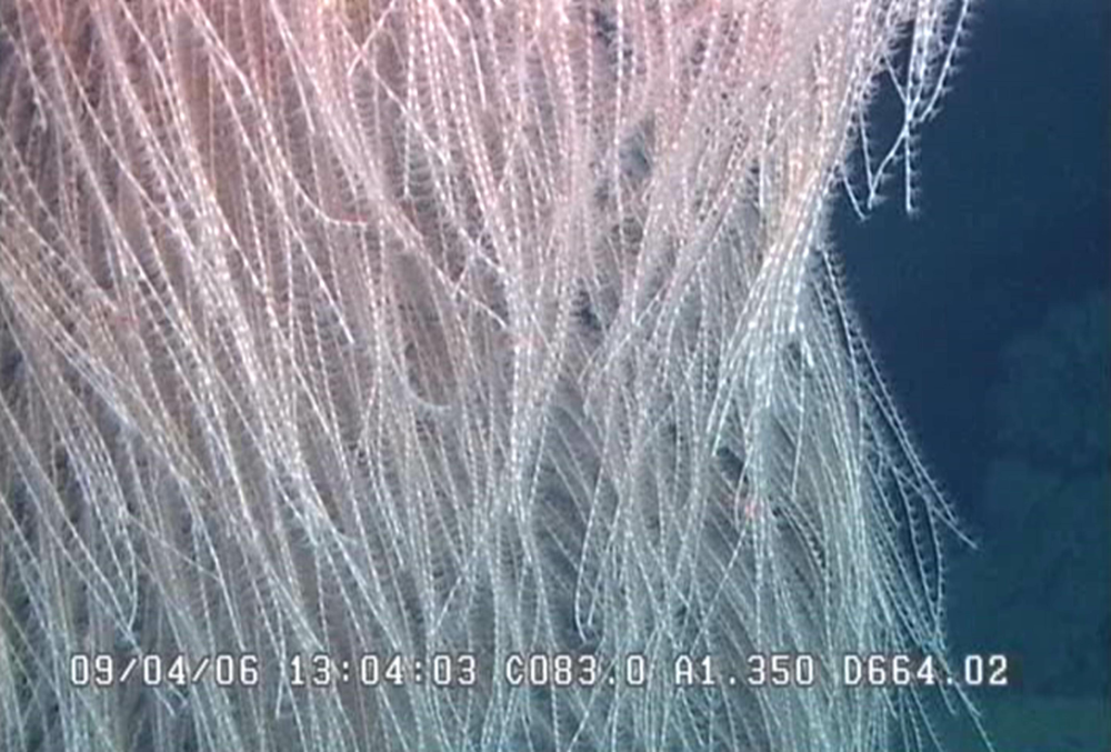chewbacca coral
