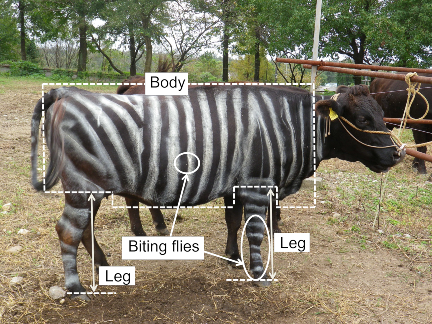 Cow painted like zebra Cow painted like zebra