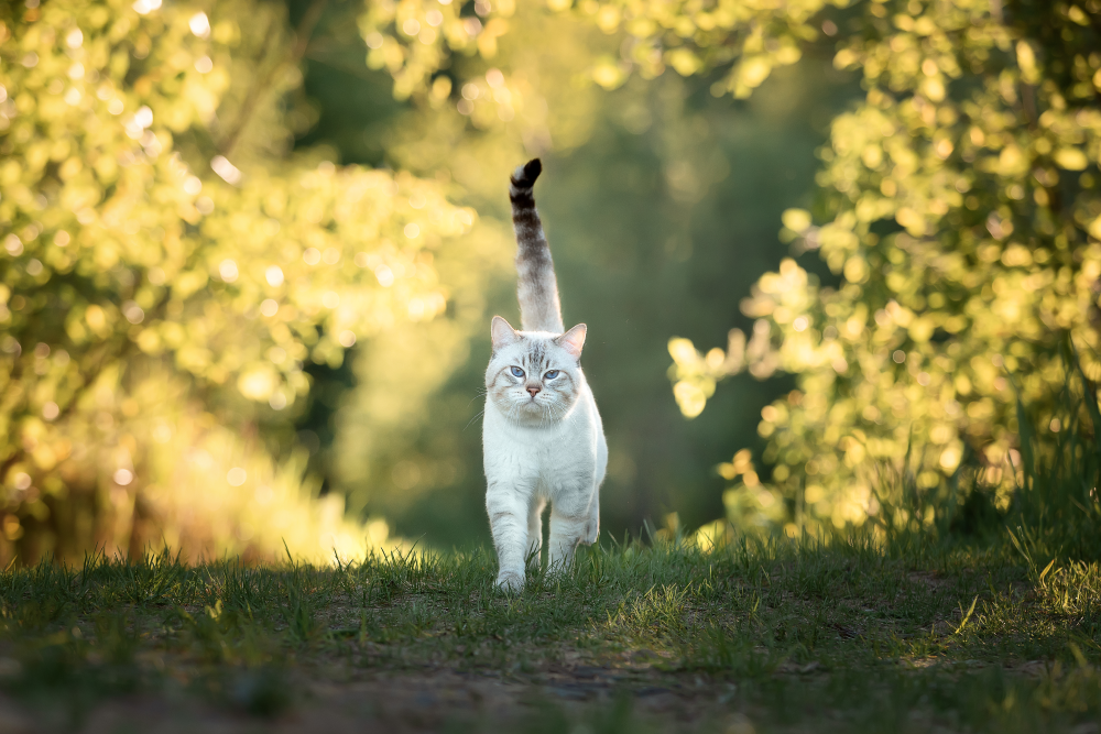 domestic cat walking through forest domestic cat walking through forest