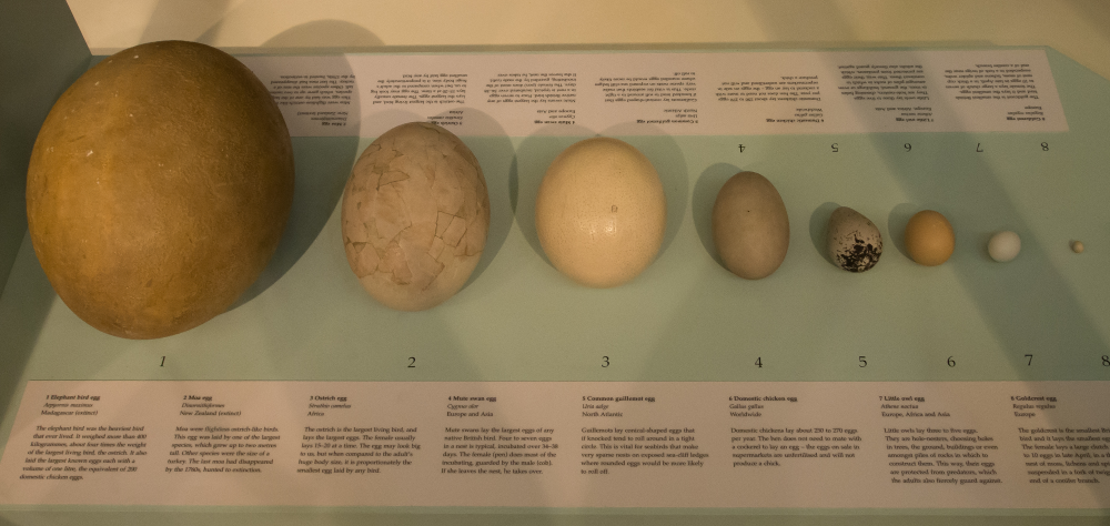 From left to right and biggest to smallest eggs: Elephant bird, moa, ostrich, mute swan, common guillemot, chicken, little owl, and goldcrest. Don’t worry, goldcrest, as The Sperm Olympics has demonstrated, size isn’t everything. From left to right and biggest to smallest eggs: Elephant bird, moa, ostrich, mute swan, common guillemot, chicken, little owl, and goldcrest. Don’t worry, goldcrest, as The Sperm Olympics has demonstrated, size isn’t everything.