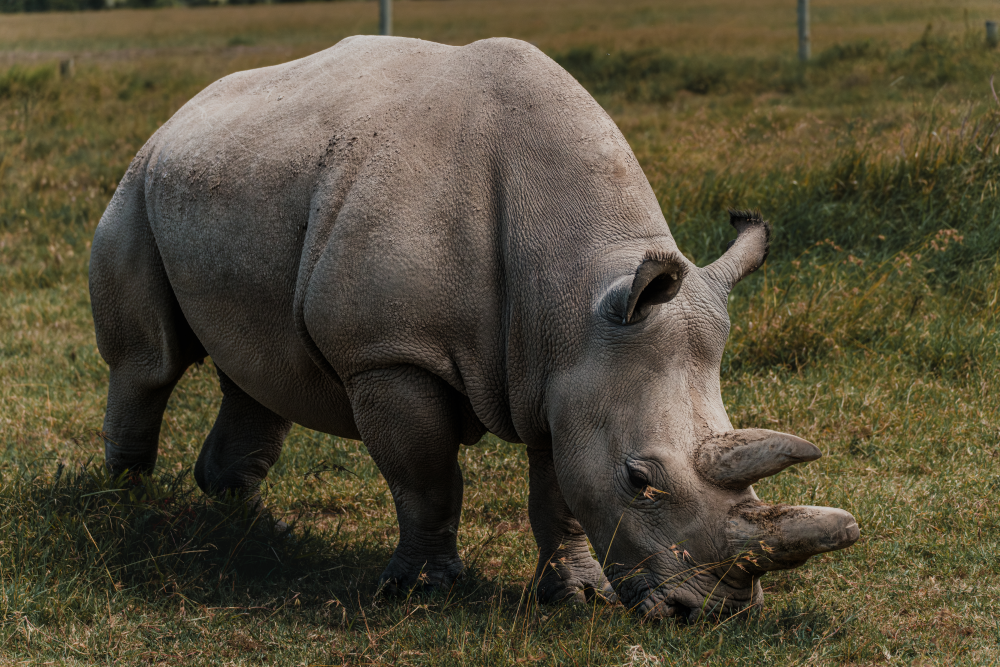 Scientists have been collecting oocytes from Fatu, one the last two northern white rhinos. Scientists have been collecting oocytes from Fatu, one the last two northern white rhinos.