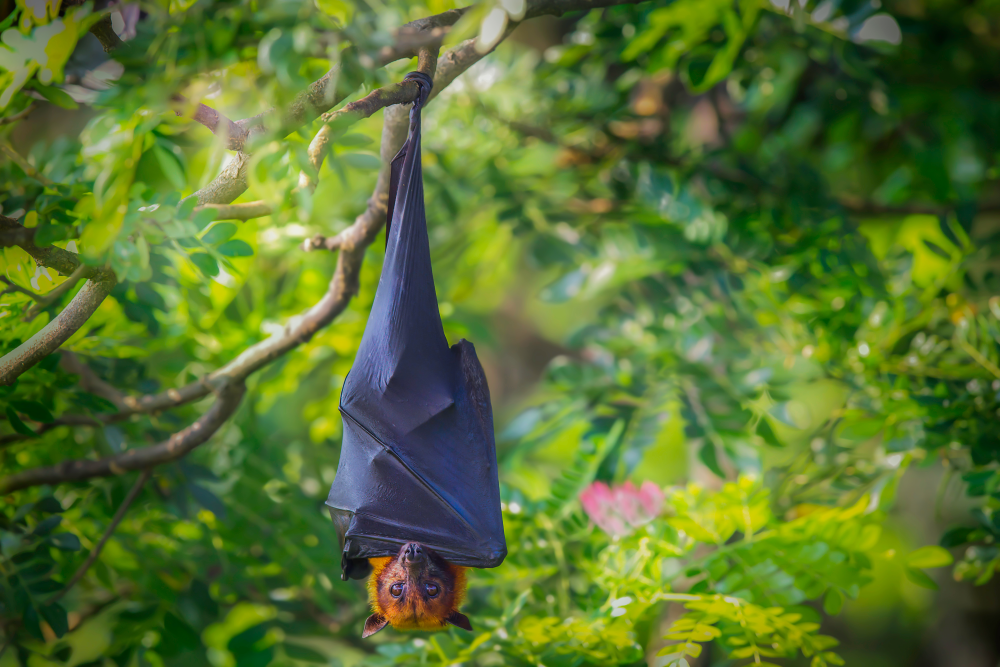 flying fox hanging from a branch flying fox hanging from a branch