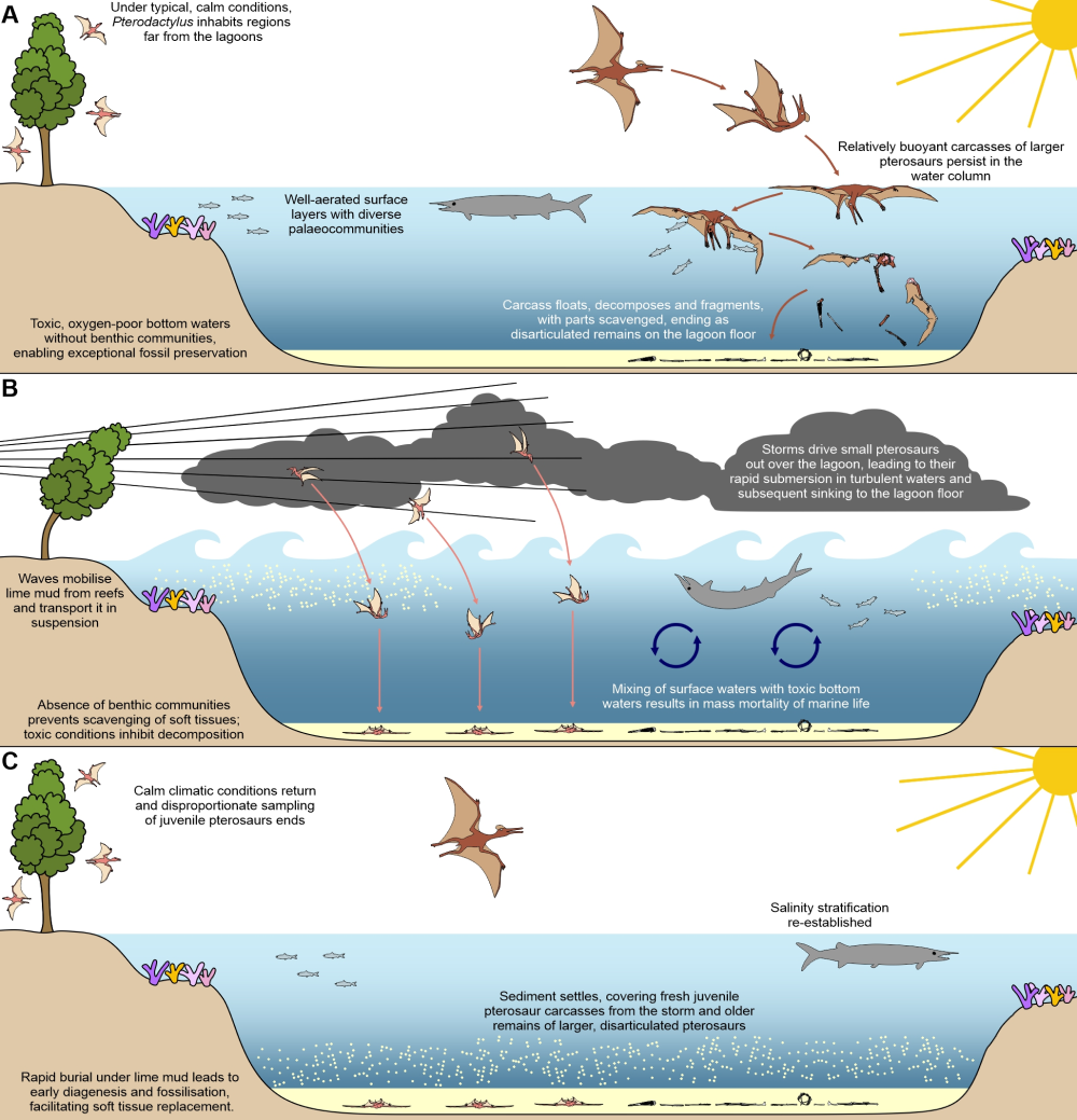 A) Pterosaurs rarely fossilize when conditions are mild as they float and decompose. B) Storms create the perfect conditions, stirring up sediment which created anoxic conditions, killing scavengers and preventing decay as young pterosaurs slammed into the water. C) lime-rich mud carried by the storm rapidly buried the remains. Together, these rare conditions explain why fossils from Solnhofen are so well preserved. A) Pterosaurs rarely fossilize when conditions are mild as they float and decompose. B) Storms create the perfect conditions, stirring up sediment which created anoxic conditions, killing scavengers and preventing decay as young pterosaurs slammed into the water. C) lime-rich mud carried by the storm rapidly buried the remains. Together, these rare conditions explain why fossils from Solnhofen are so well preserved.