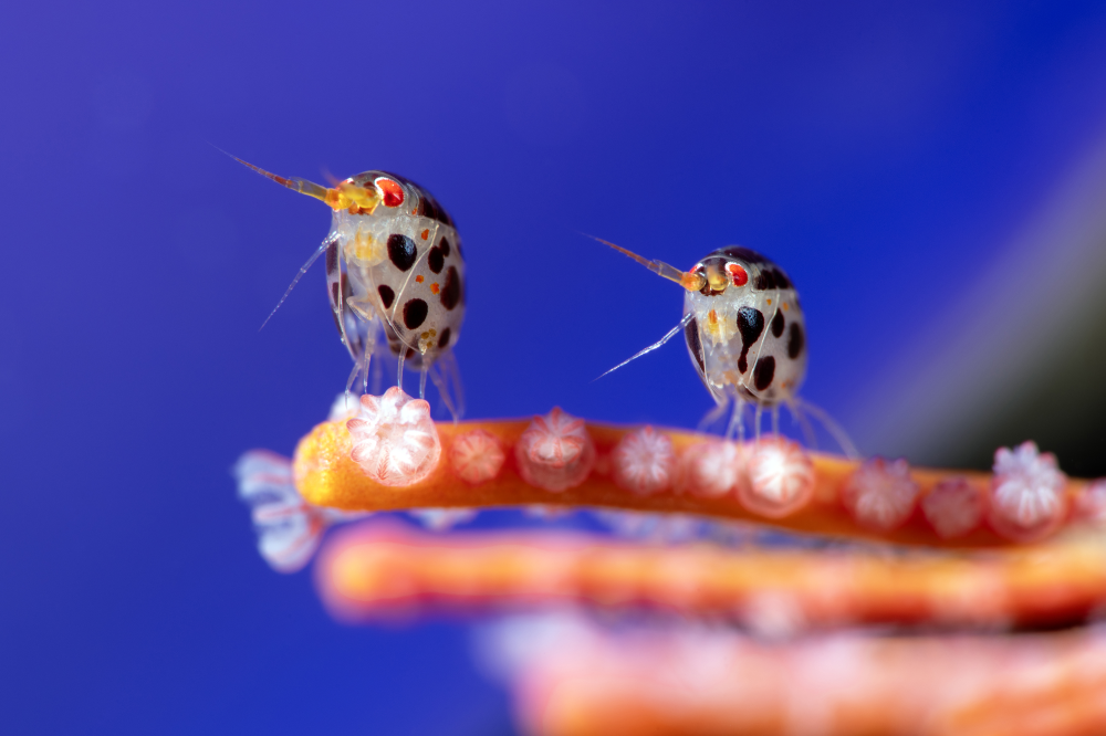 Two amphipods from the Cyproideidae family, each only measuring around 3 millimetres in body length, rest on a coral.