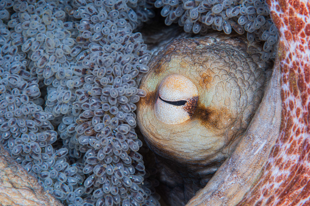 octopus and her eggs