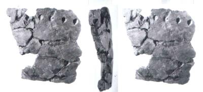 This is a pottery fragment from Xianrendong, west section 2A. For more information, please see figure S1.2 in the Supporting Online Material. This image relates to a paper that appeared in the June 29, 2012, issue of Science, published by AAAS. The paper, by Dr. X. Wu at Peking University in Beijing, China, and colleagues was titled,