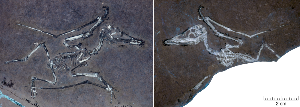 pterosaur hatchling fossils pterosaur hatchling fossils