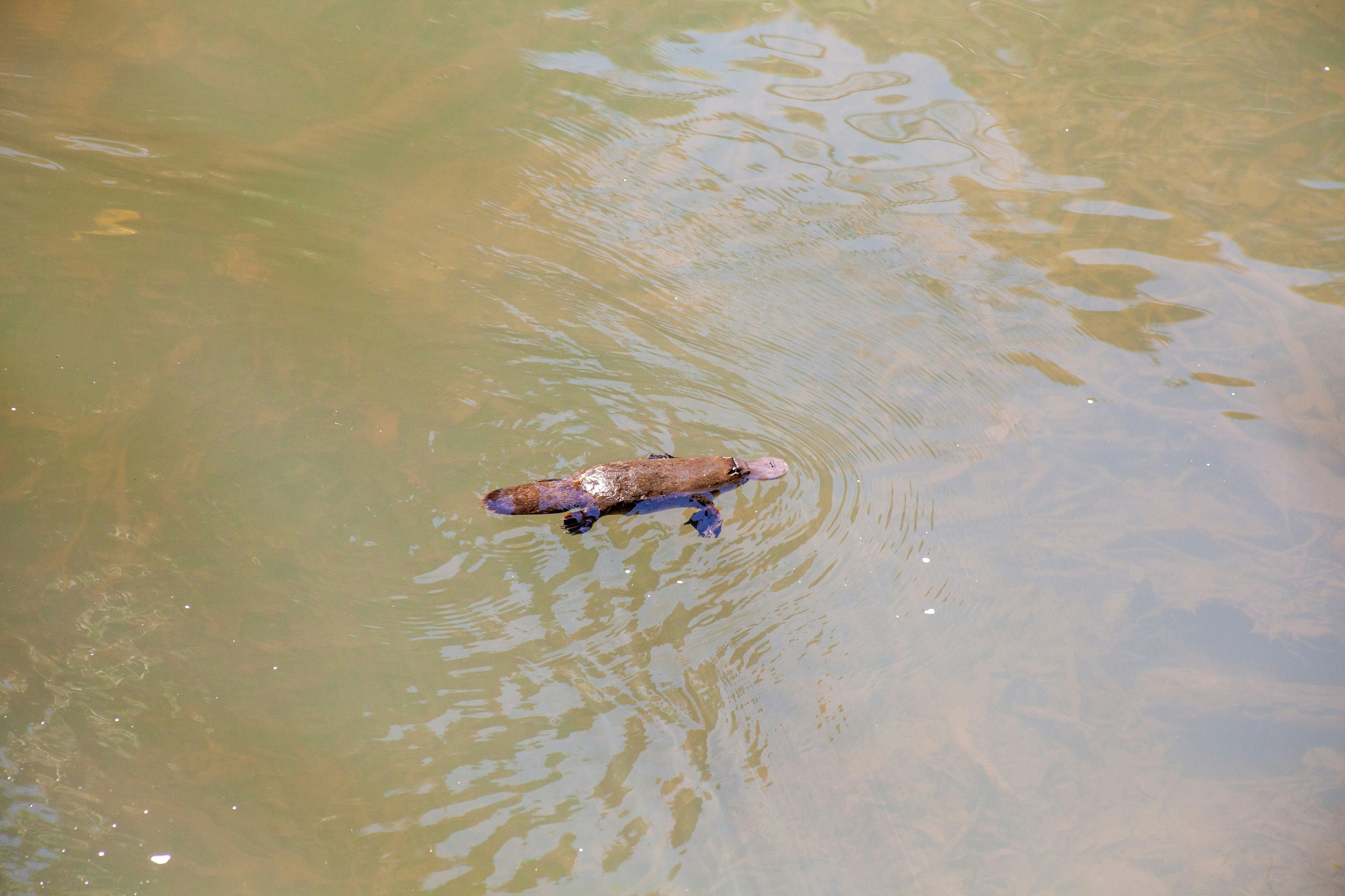 An Australian Platypus in the wild.