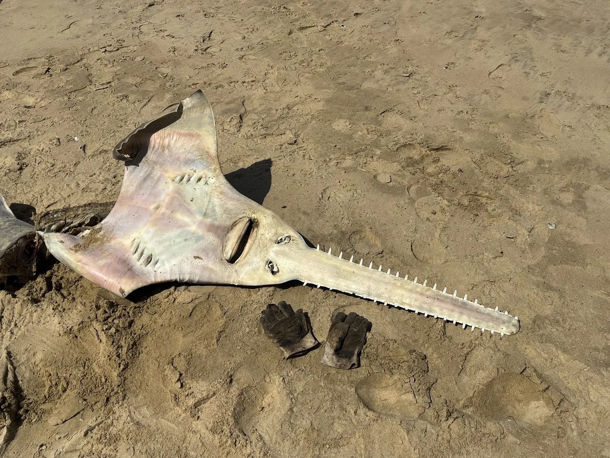 Largetooth sawfish carcass Largetooth sawfish carcass