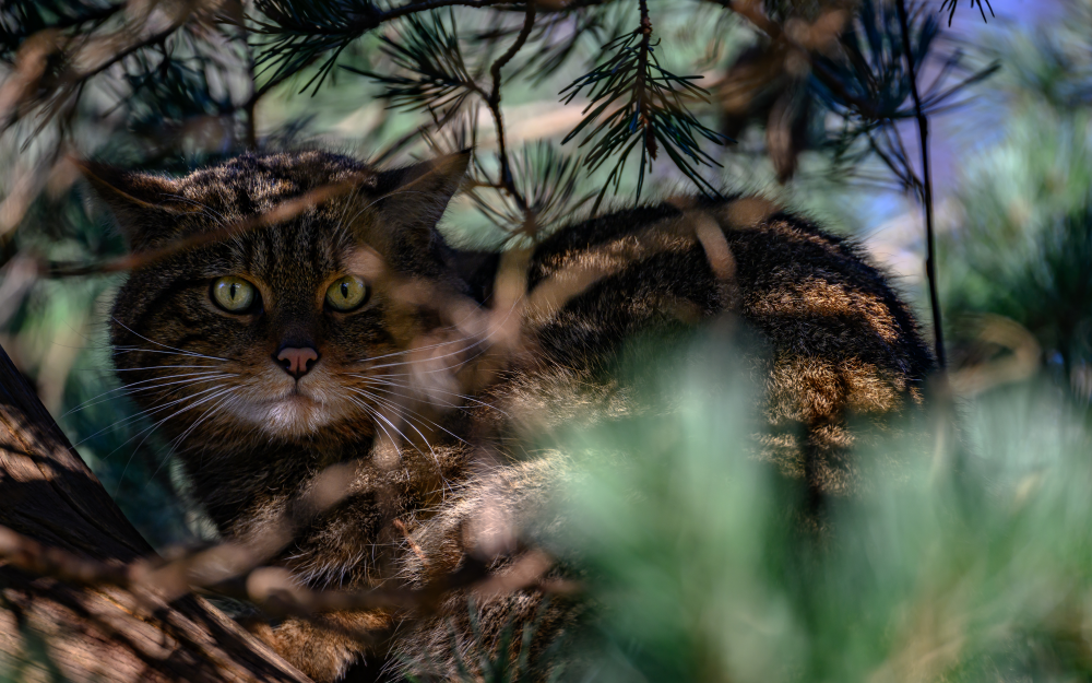 scottish wildcat sitting in a tree scottish wildcat sitting in a tree