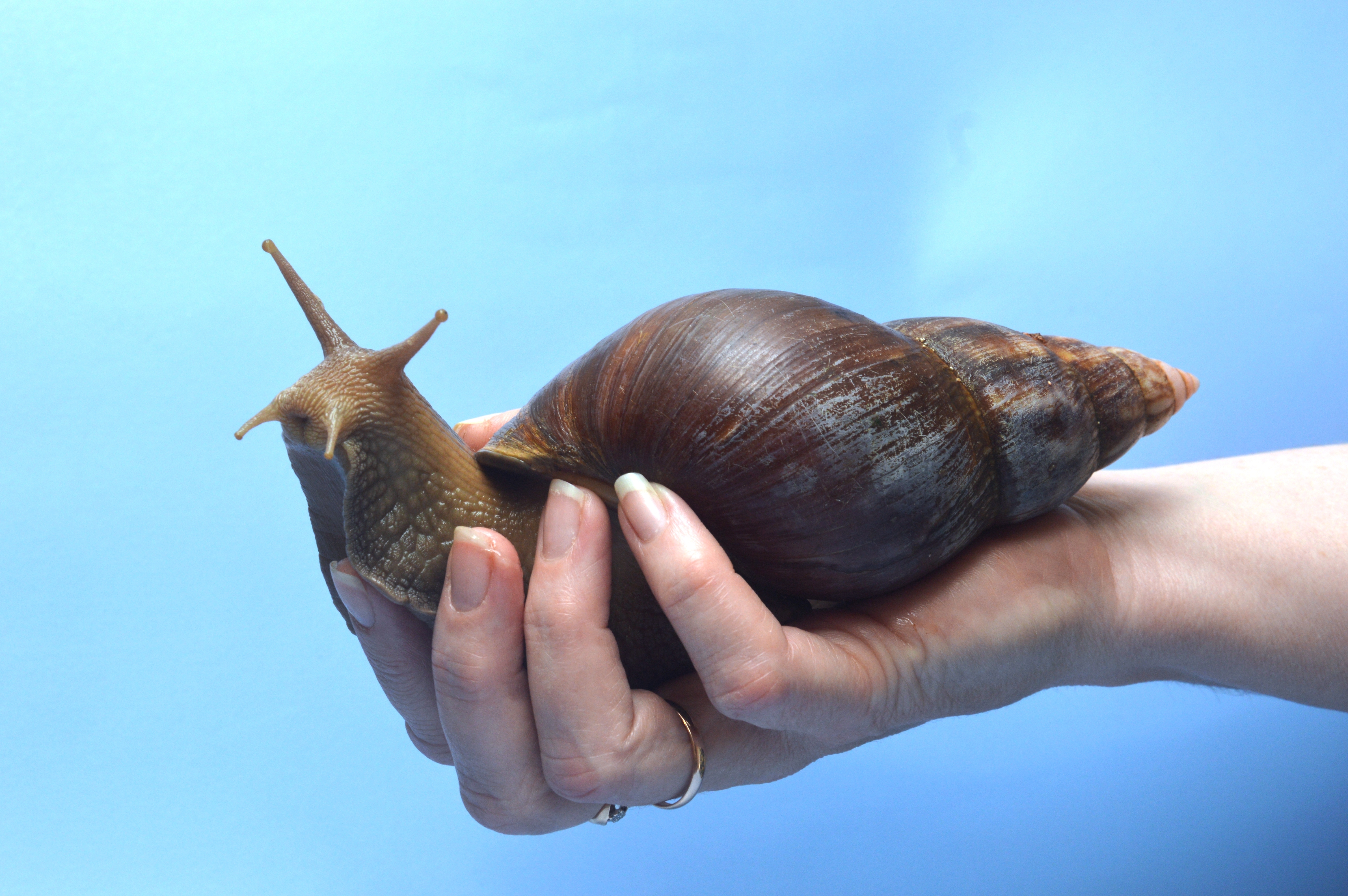 A giant African snail on a blue background. A giant African snail on a blue background.