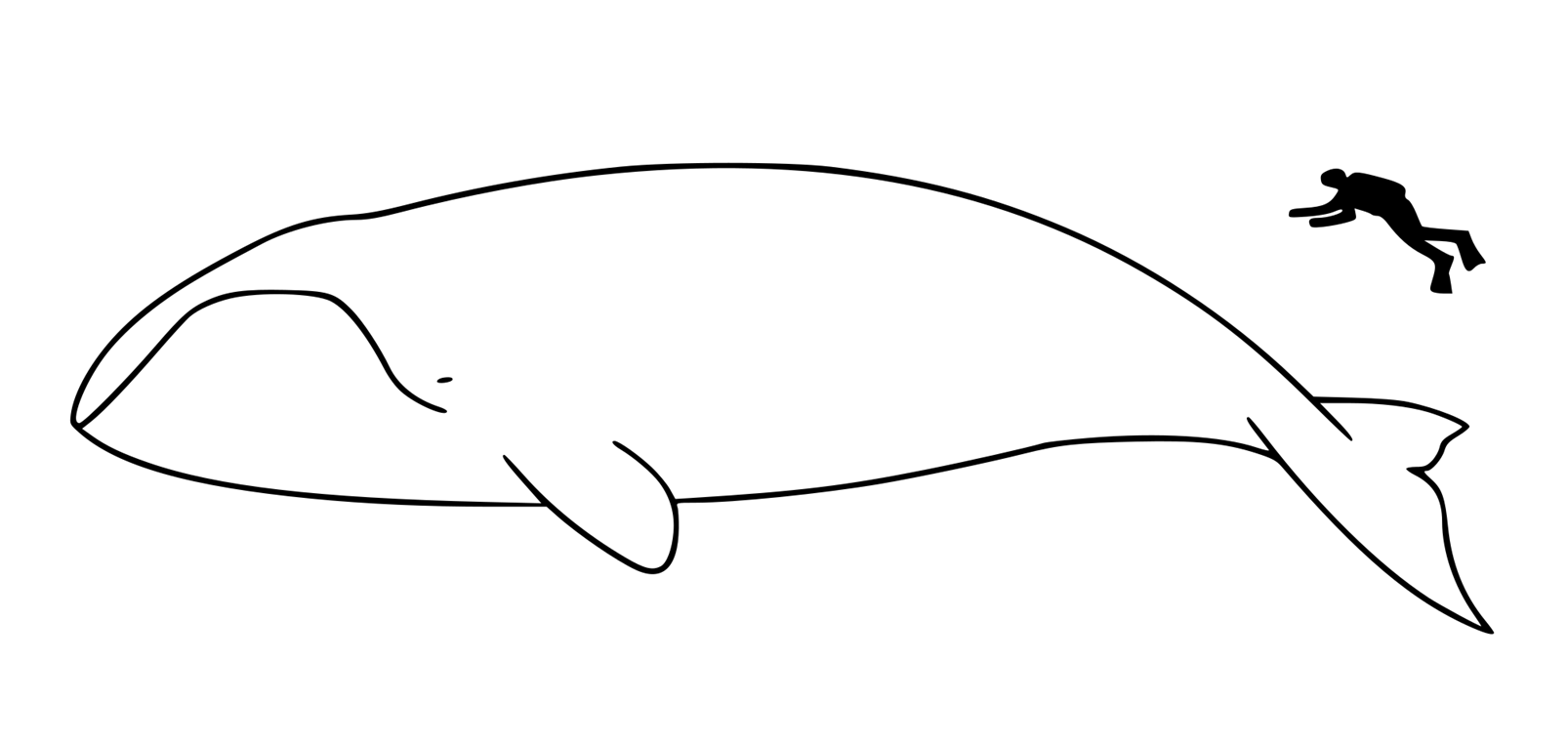 Illustration showing the size of a bowhead whale compared to a diving human.