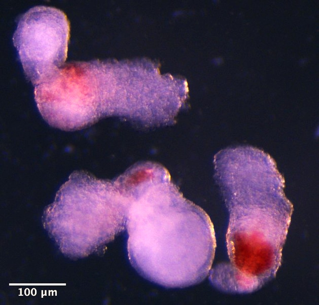 The team observed the emergence of the three-dimensional embryo-like structures under a microscope in the lab. These started producing blood (seen here in red) after around two weeks of development - mimicking the development process in human embryos. The team observed the emergence of the three-dimensional embryo-like structures under a microscope in the lab. These started producing blood (seen here in red) after around two weeks of development - mimicking the development process in human embryos.