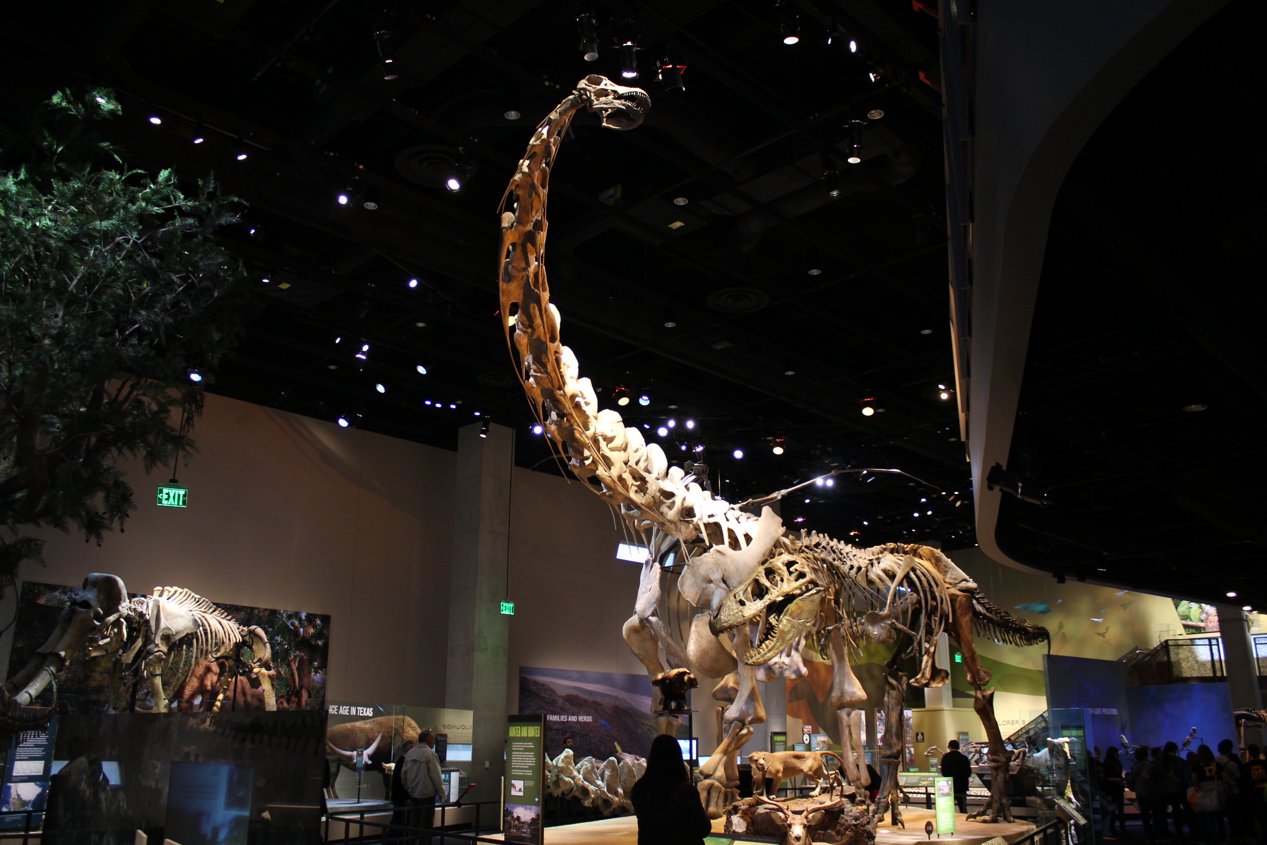 Alamosaurus skeleton on display at the Perot Museum Alamosaurus skeleton on display at the Perot Museum