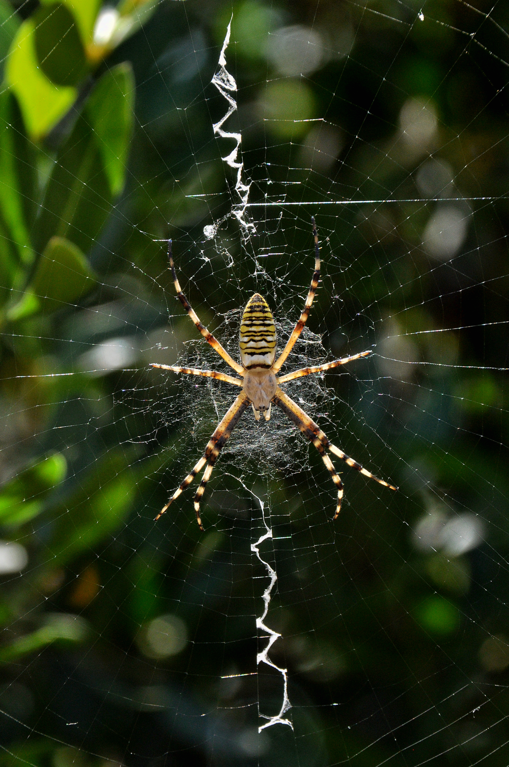 Argiope bruennichi spider in orb web with zigzag stabilimenta above and below the center