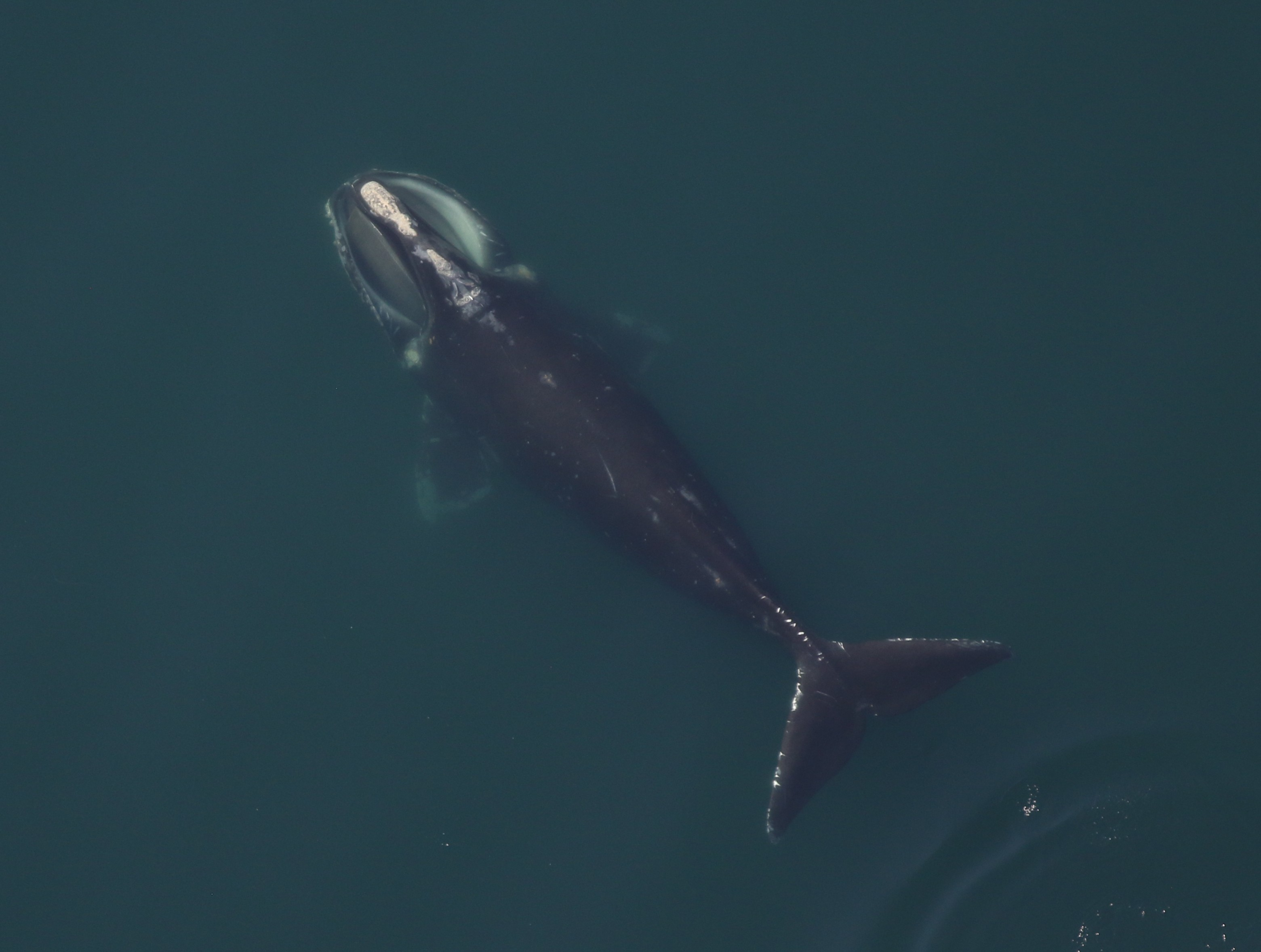 aerial view of a North Atlantic right whale aerial view of a North Atlantic right whale