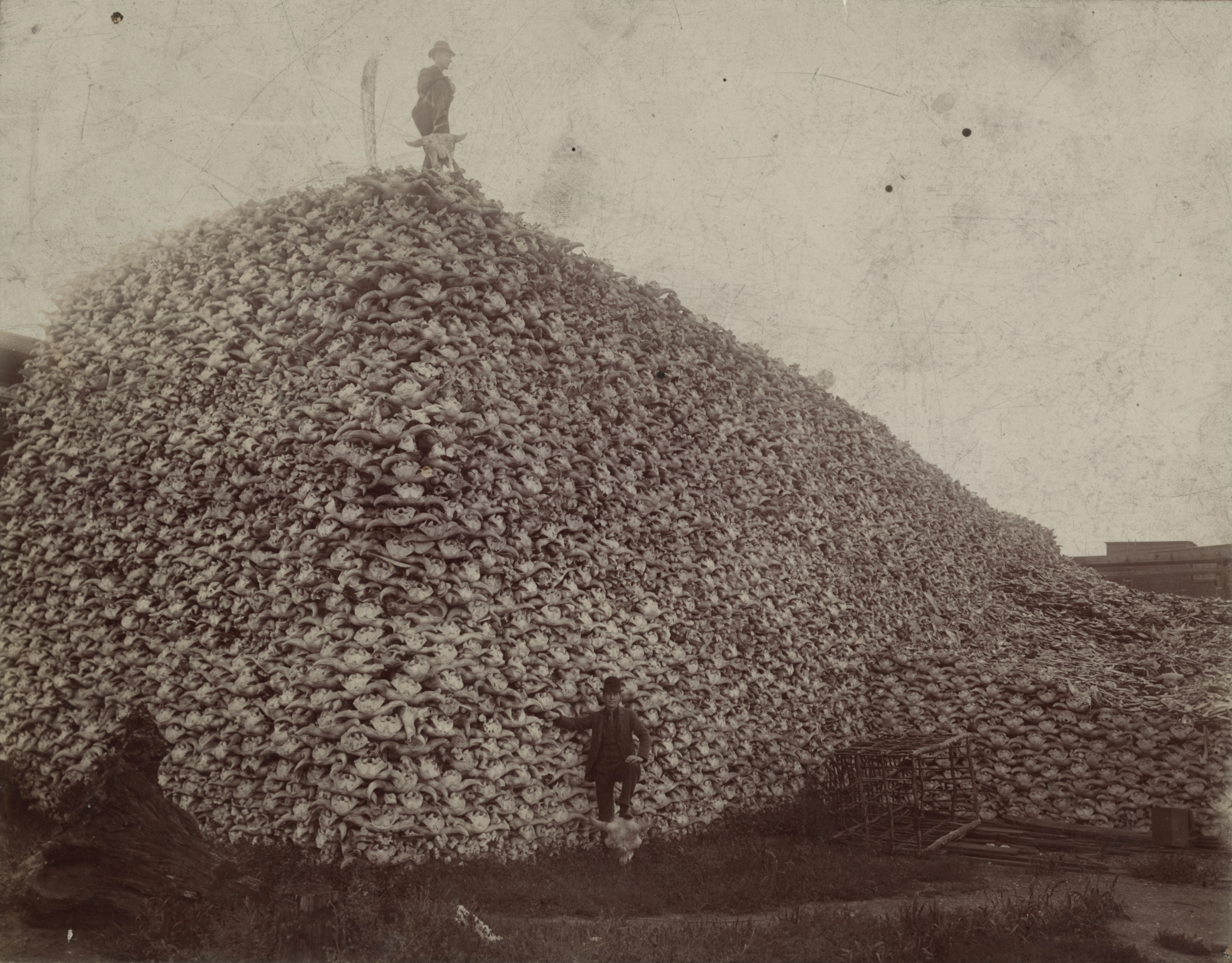 a pile of bison skulls waiting to be processed at a factory a pile of bison skulls waiting to be processed at a factory