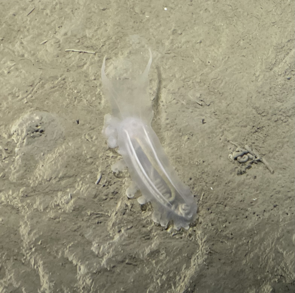Peniagone sea cucumber it's see-through and white, quite jelly-like morphology Peniagone sea cucumber it's see-through and white, quite jelly-like morphology