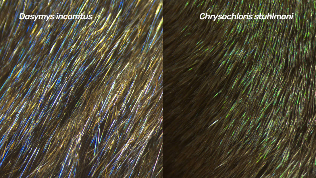 Close ups of iridescent fur in two species on the left the African marsh rat and on the right Stuhlmann's golden mole Close ups of iridescent fur in two species on the left the African marsh rat and on the right Stuhlmann's golden mole