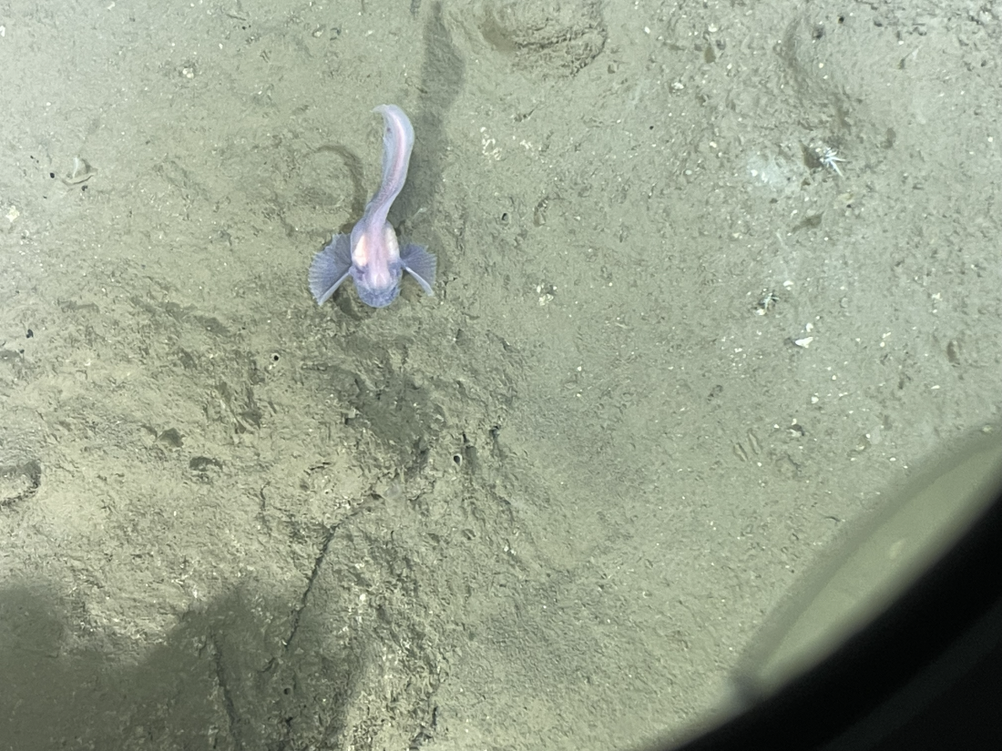 a white-pink fish with strange wing-like fins, deep sea creature spotted during expedition a white-pink fish with strange wing-like fins, deep sea creature spotted during expedition