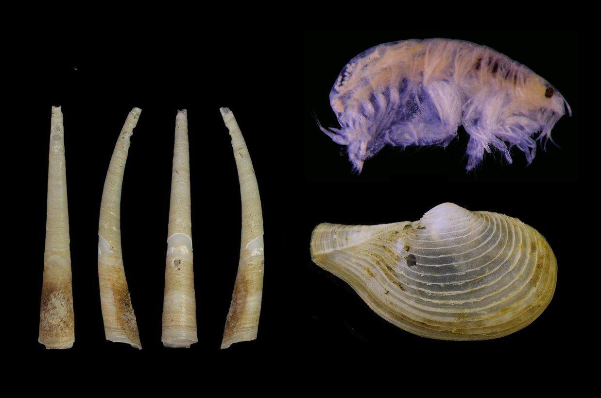 Laevidentalium wiesei (left), Metharpinia hirsuta (top right), and Myonera aleutiana (bottom right) Laevidentalium wiesei (left), Metharpinia hirsuta (top right), and Myonera aleutiana (bottom right)