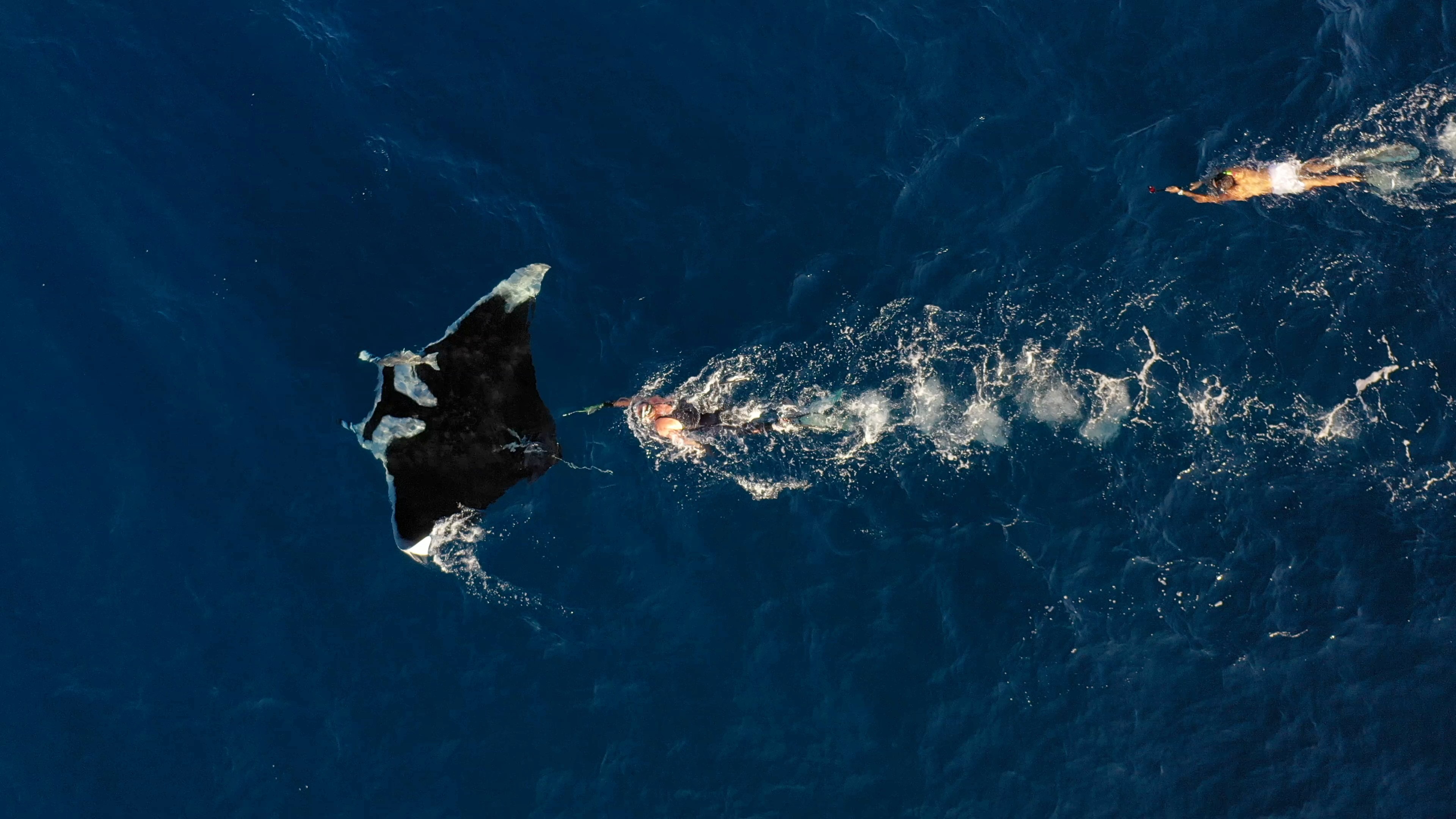 Two swimmers tail a manta ray trying to position a satellite tag at the surface of the water Two swimmers tail a manta ray trying to position a satellite tag at the surface of the water