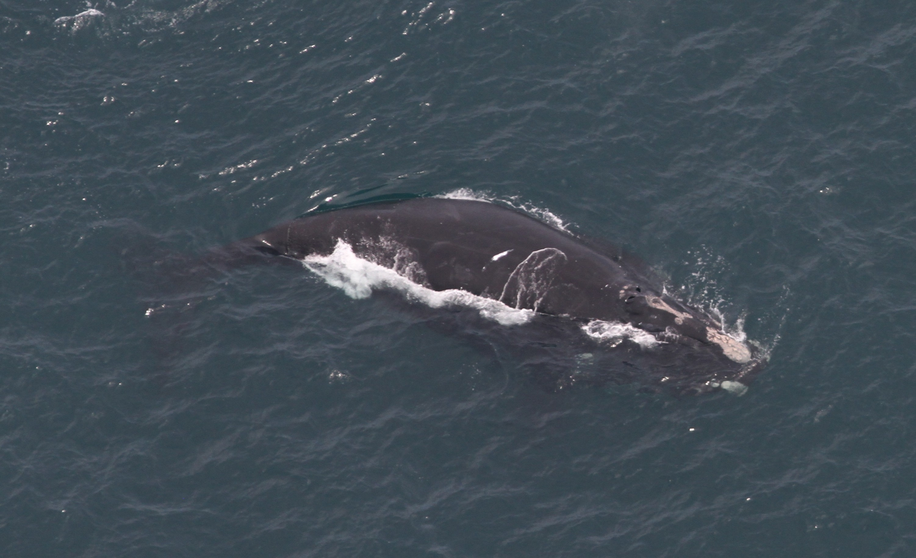 aerial view of a North Atlantic right whale aerial view of a North Atlantic right whale