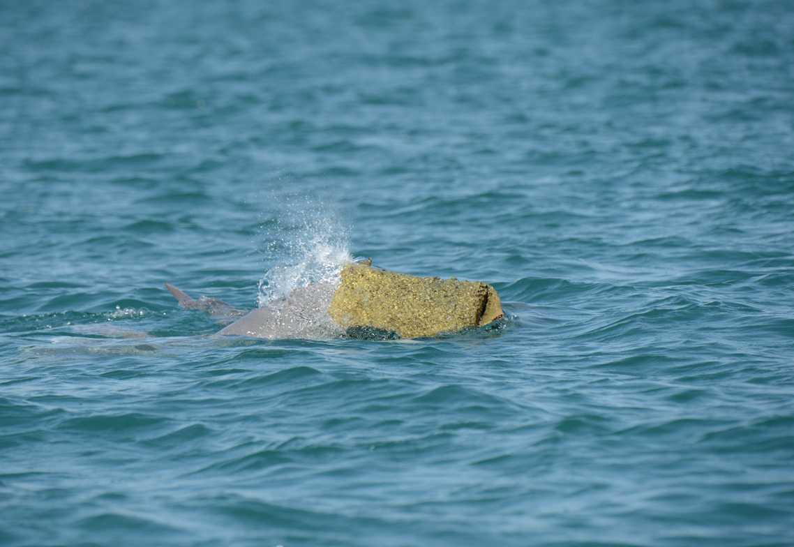 male australian humpback dolphin with a sea sponge on its head male australian humpback dolphin with a sea sponge on its head