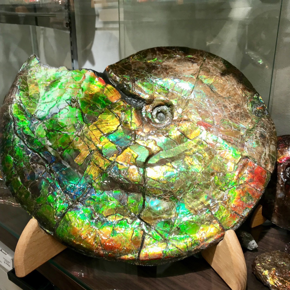 ammolite gemstone shows remarkable range of colors