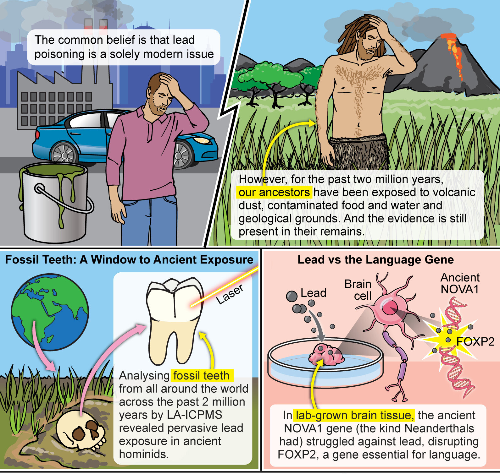 Impact of lead expsure on human evolution Impact of lead expsure on human evolution