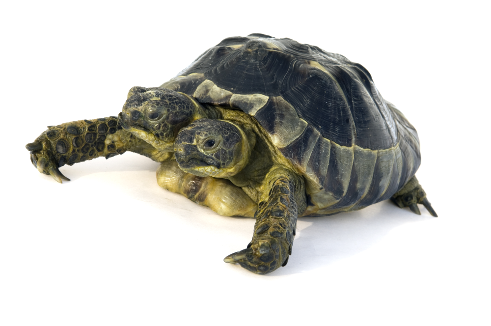 The Greek tortoise 
