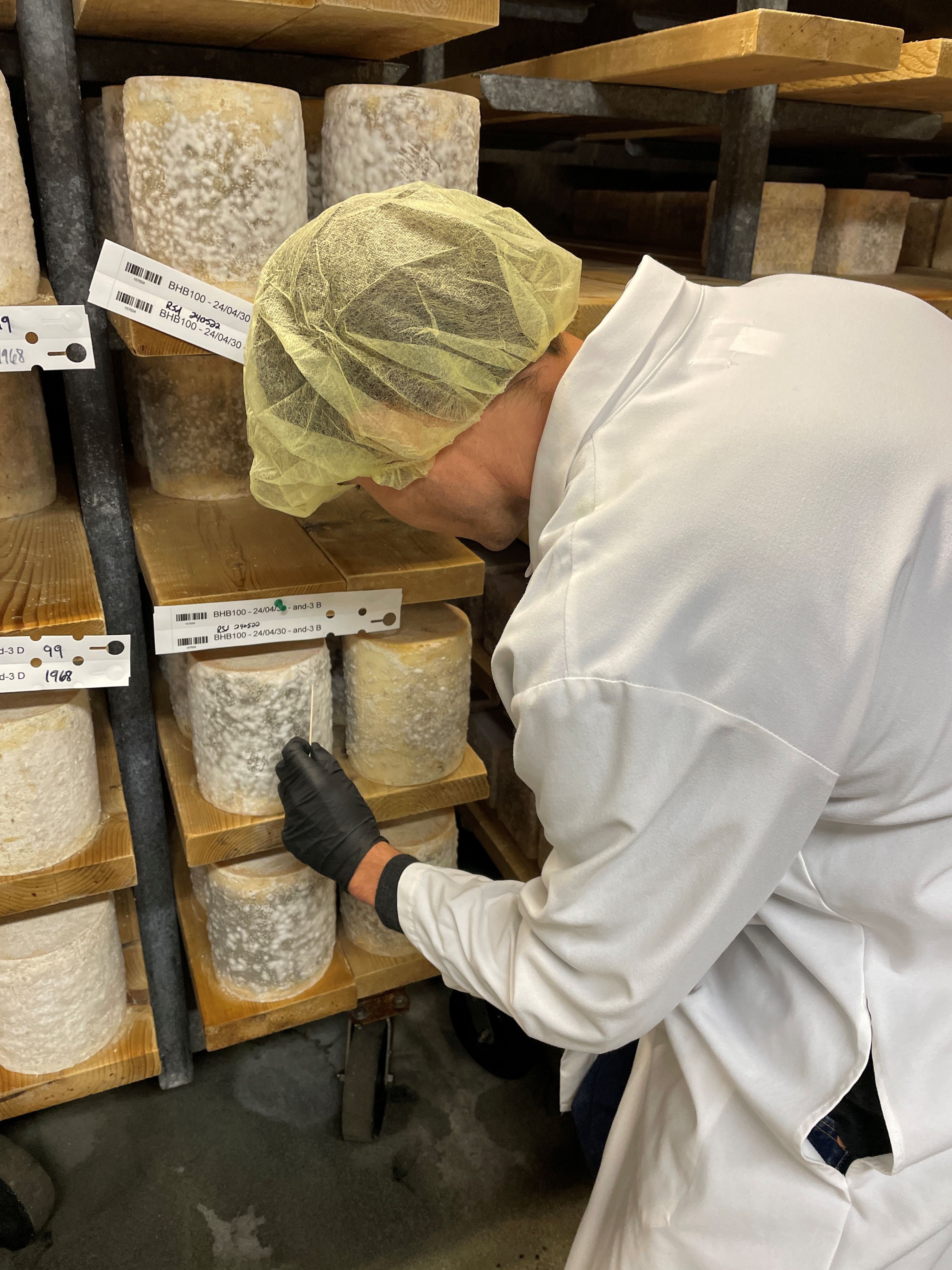 Nicolas Louw sampling Bayley Hazen Blue cheese from a cheese cave in Vermont's Jasper Hill Farm Nicolas Louw sampling Bayley Hazen Blue cheese from a cheese cave in Vermont's Jasper Hill Farm
