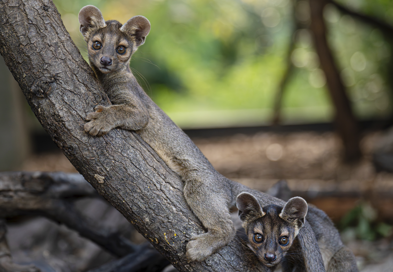 Two fossa pups recently born at Chester Zoo Two fossa pups recently born at Chester Zoo