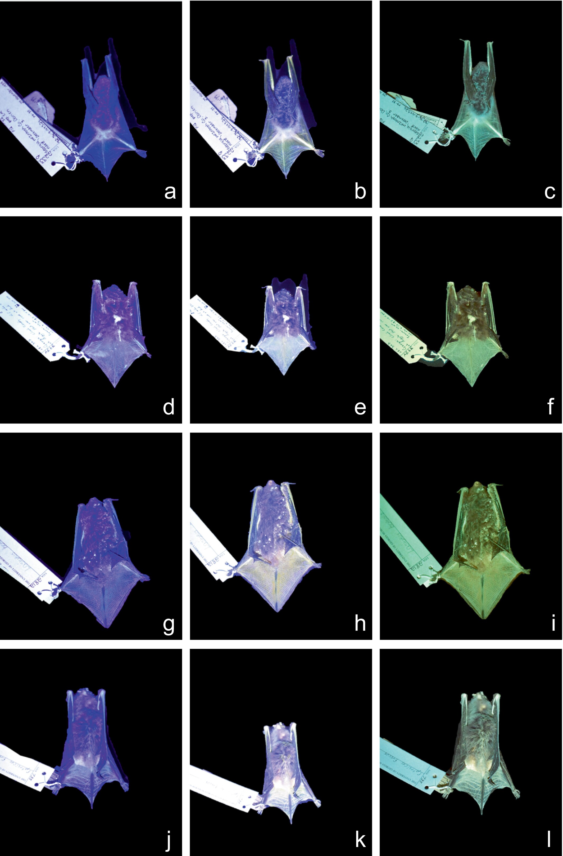 Bat specimens glwoing either blue or green under UV light  Bat specimens glwoing either blue or green under UV light