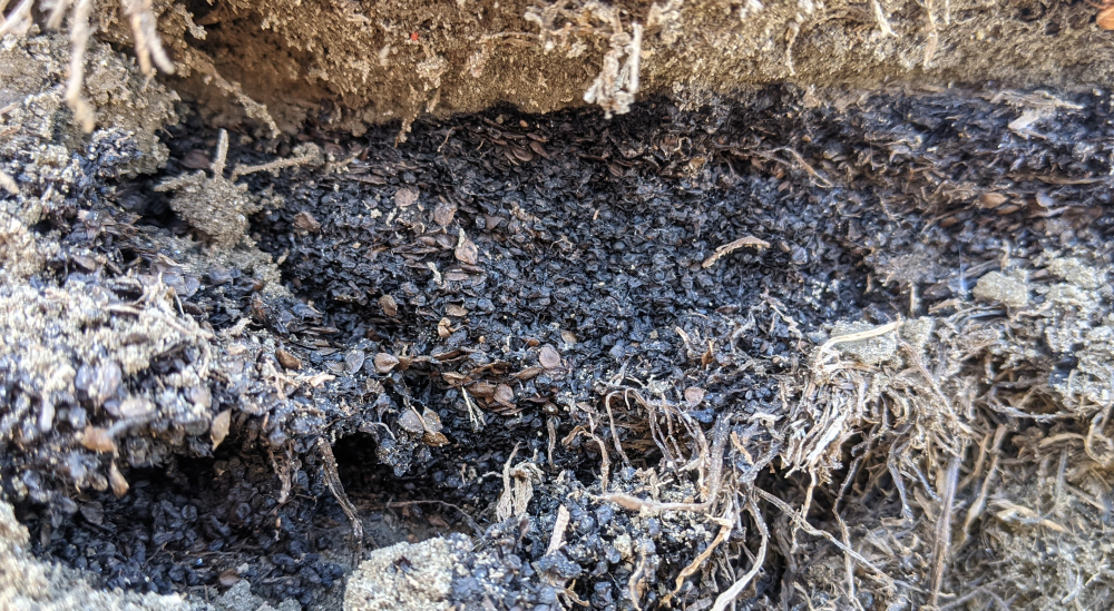 A huge cache of seeds and fruits from the ~25,000-30,000-year-old mammoth steppe of the Yukon region, Canada, which was created by an arctic ground squirrel. A huge cache of seeds and fruits from the ~25,000-30,000-year-old mammoth steppe of the Yukon region, Canada, which was created by an arctic ground squirrel.