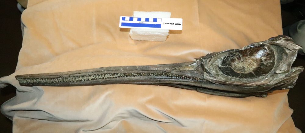 ichthyosaur skull with long rostrum and lots of needle like teeth ichthyosaur skull with long rostrum and lots of needle like teeth